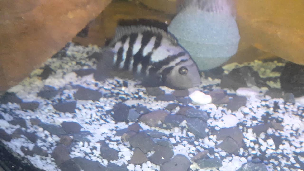 Convict cichlid with eggs YouTube