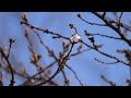 「3月19日の佐保川」星の数ほどある蕾の中に、たったひとつ、咲いている桜の花を見つけました。