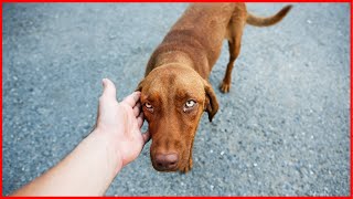 Do Random Dogs Often Come up to You? Here Is Why! by Jaw-Dropping Facts 1 month ago 8 minutes, 5 seconds 403,452 views