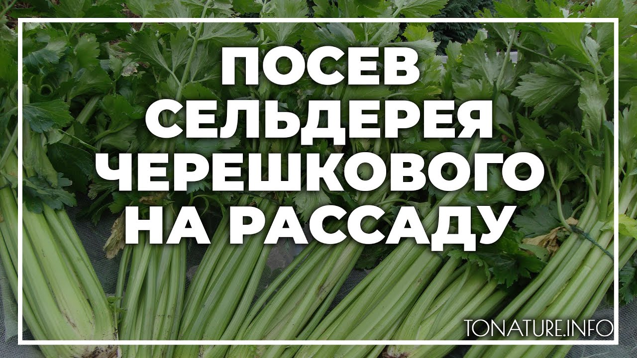 Сколько всходит сельдерей черешковый