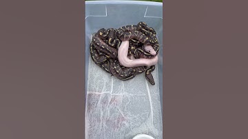 Snake hatchlings!#shorts #fyp #pets #snake #ballpython #herpcollectors