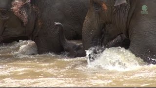 Elephant Protect Baby While Crossing The River  ElephantNews