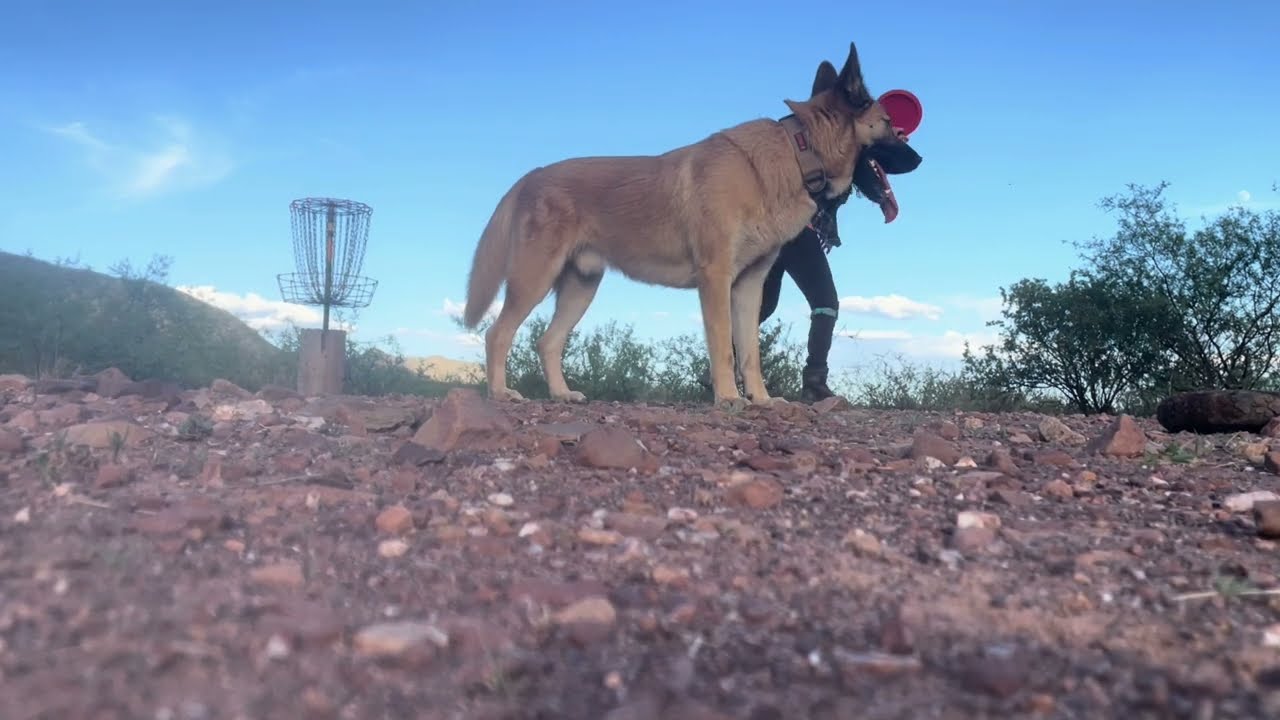 February 27, 2026 95 Steps Disk Golf Club Bisbee AZ .  Music CrzyTrain Metalachi version 