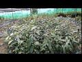 Arjun plant at duaa nursery farm market pattoki