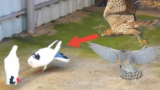 Тетеревятник играет с голубями. Говорят ястреб у нас слабый/Goshawk plays with pigeons.