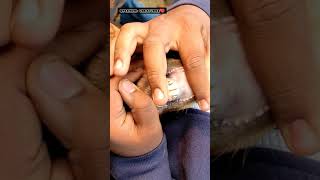 Right way to check Goat🦷Teeth Age.