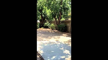 First Hover - Trex 450 Pro v2 (AR7200BX)