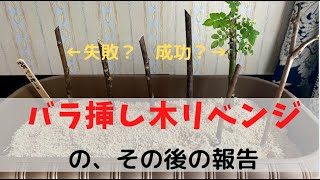 【挿し木】庭のバラを挿し木　リベンジ→結果は・・・？