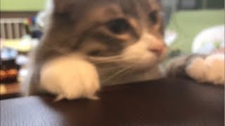 進撃の猫 ノルウェージャンフォレストキャット A cat that takes a face from the bottom of the table