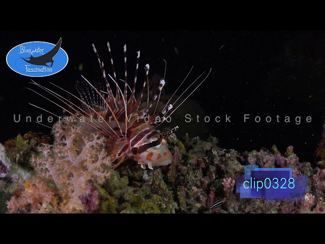 0328_Lionfish on reef at night. 4K Underwater Royalty Free Stock Footage.