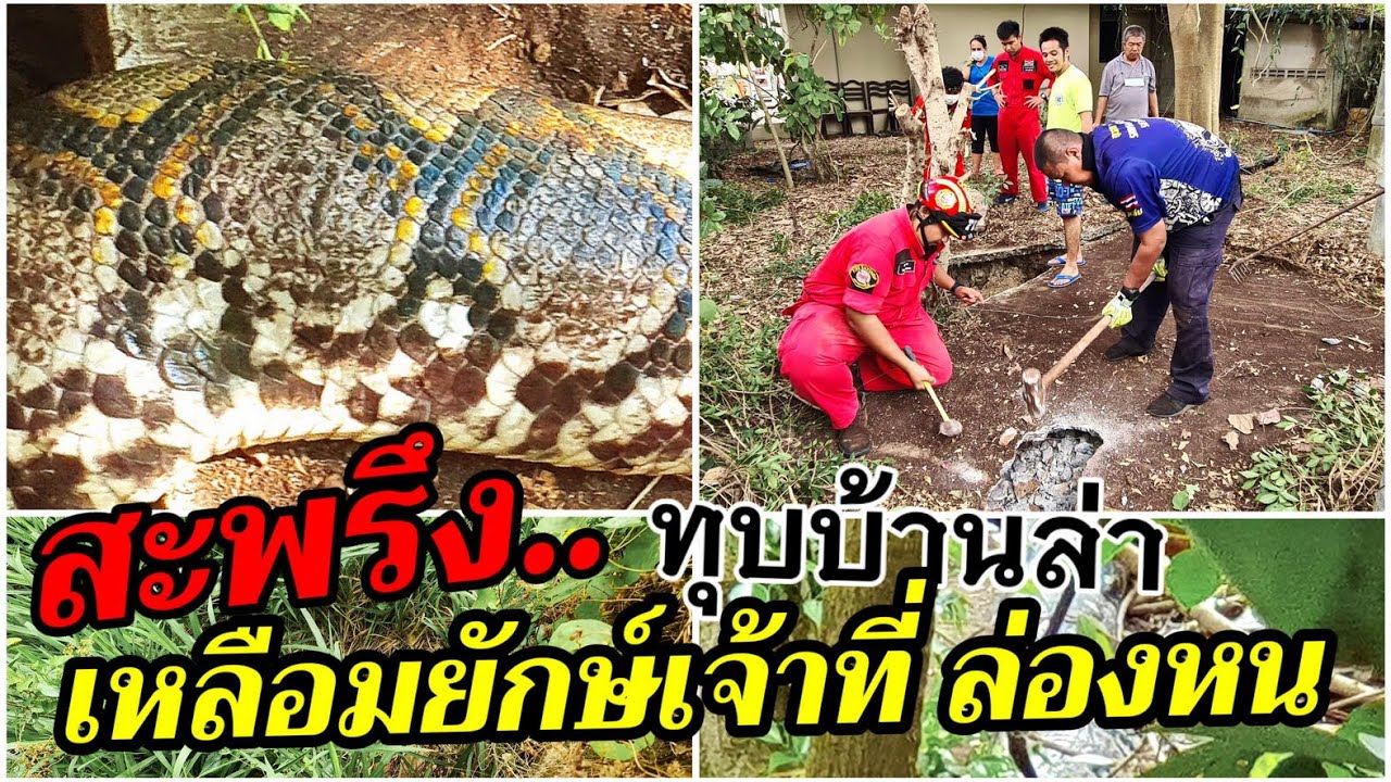 สุดสะพรึง ทุบบ้านล่างูเหลือมยักษ์เจ้าที่ ล่องหนหายวั๊บ ขนหัวลุกซู่