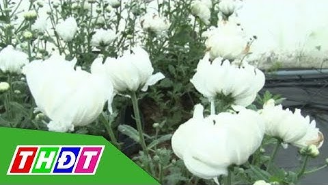 Cúc đại đóa Hàn Quốc ra hoa ở Đồng Tháp | THDT