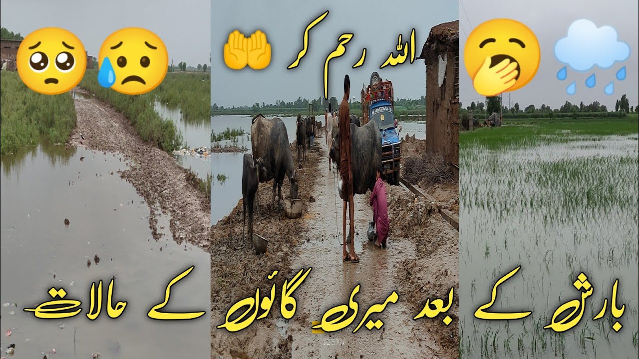 After Rain Condition My village 🥺🌧️🥱