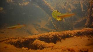 アカヒレ White Cloud Mountain minnow【DIscoveryPlanet】 