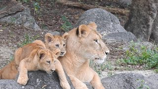 ライオンの赤ちゃんララとイオの微笑ましい様子。とべ動物園にて。