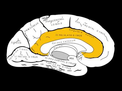 Overview of the Cingulate Gyrus