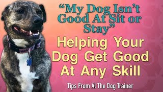 How To Help Your Dog Get Good At Any Skill  Tips From Al The Dog Trainer