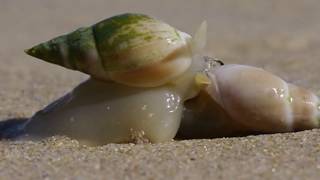 Finger Plough Snail of South Africa