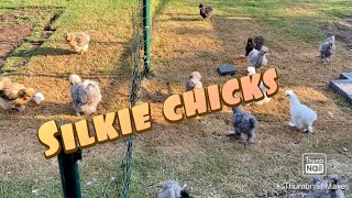 Silkie chickens : morning routine