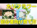 【秋冬野菜】カリフラワーの初心者向けの簡単な育て方【プランター栽培】