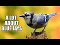 A lot About Blue Jays