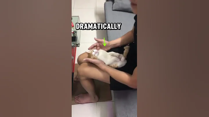 Video 6105601: baby kitten bath, adorable kitten bath, kitten newborn baby, first bath, kitten hilarious