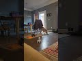 Kitten plays with robot dog