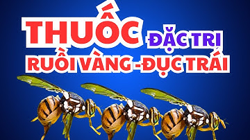 THUỐC ĐẶC TRỊ RUỒI VÀNG - SÂU ĐỤC TRÁI