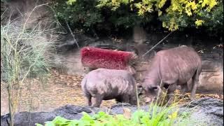 @cldpmarksmith checking out the zoo.