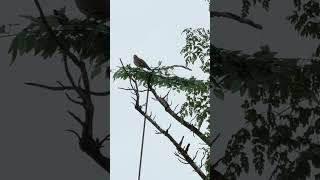 Bẫy cu gáy mồi cây bẫy trần #buibinhtay #cugay #birdtraining