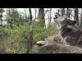 Black Wolf Howling Black Wolf Howling