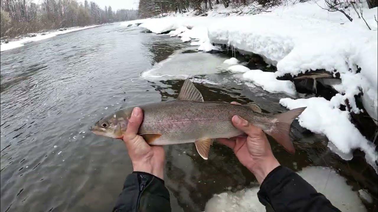 Ленок весной