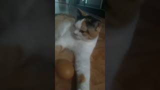 как моя кошка риогирует на яйцо