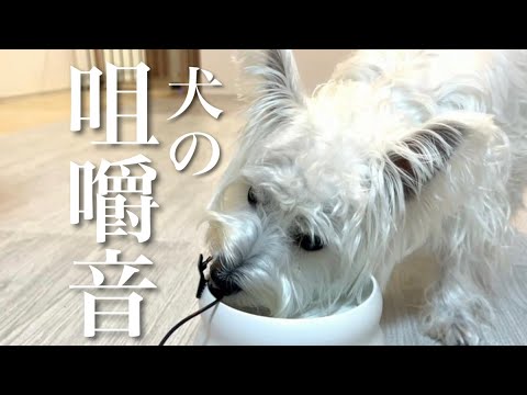 【咀嚼音ASMR】むくドライフードを食べる/犬の食事