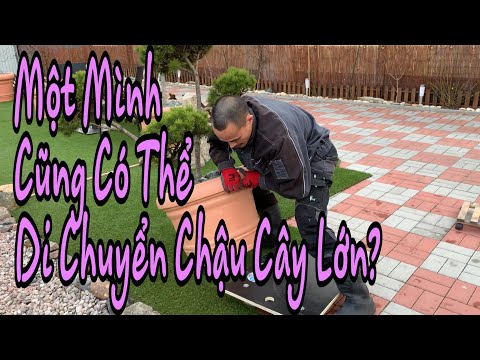 Video: Di chuyển cây trồng trong nhà ra bên ngoài