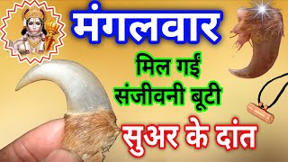 मंगलवार सुअर का दांत मिल जाए तो छोड़ना मत ये सुअर का दांत संजीवनी बूटी सेभी बढ़कर है suar ka dant