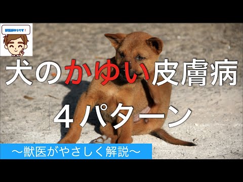 犬のかゆい皮膚病４パターン【獣医がやさしく解説】