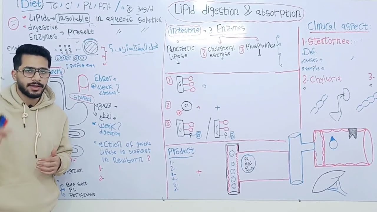 lipid digestion and absorption