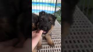 German shepherd puppy share 7 weeks old 1/2 by emanon 133 views 2 years ago 1 minute, 9 seconds