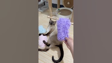 catnip pillow toy for cats 🌿 #cat