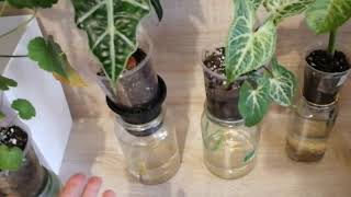 видео: Фитильный полив картинка: Фитильный полив