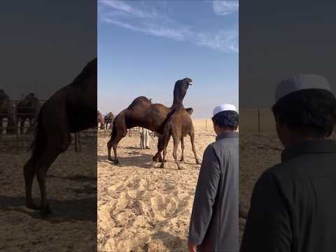 تلقيح عملاق البعارين