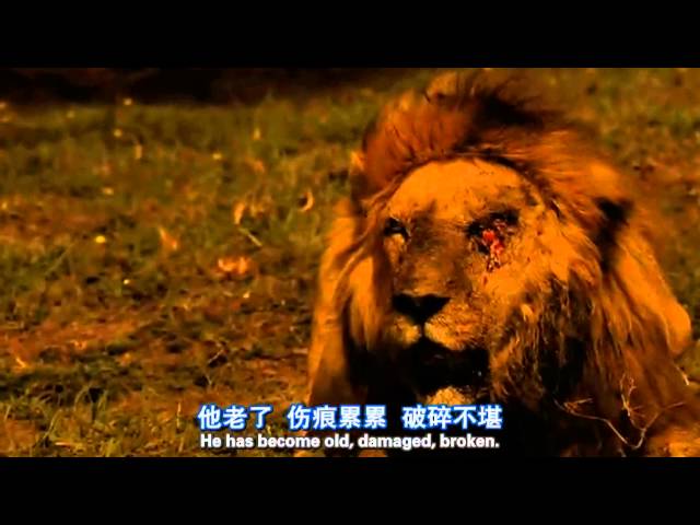 the last moments of a lion's life !! class=