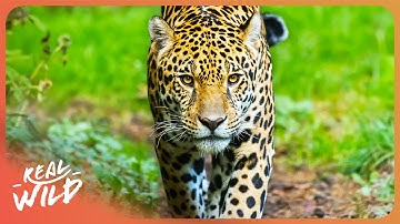 The Amazon Rainforest: Deadliest Predators