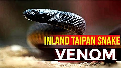 INLAND TAIPAN SNAKE VENOM - WORLD