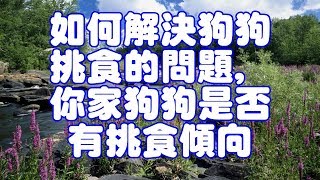 如何解決狗狗挑食的問題,你家狗狗是否有挑食傾向 by Pets TV 232 views 6 years ago 6 minutes, 47 seconds