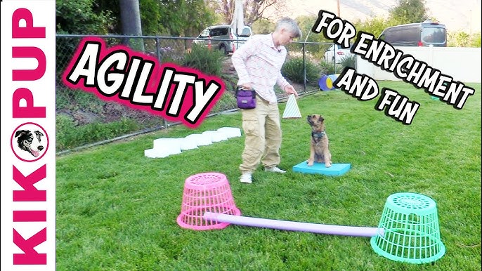 How to Make a DIY Dog Obstacle Course at Home, Hill's Pet