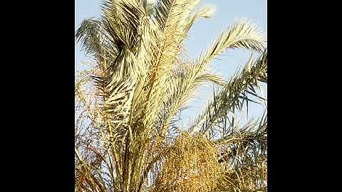 سورة الواقعة كاملة بصوت مؤيد المزين