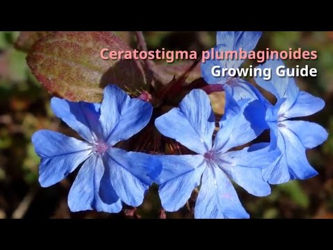 Ceratostigma plumbaginoides Growing Guide (blue-flowered leadwort) by GardenersHQ