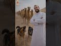 خد بالك القافلة تسير مش لازم تجري  محمد جويلي نجومي